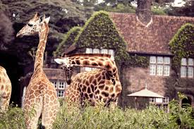 Nairobi Explorer package