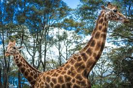 Giraffe Centre